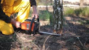 Best Tree Maintenance Programs  in Los Alamos, NM