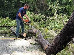 Best Emergency Tree Removal  in Los Alamos, NM